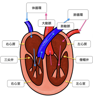 正常な心臓の役割